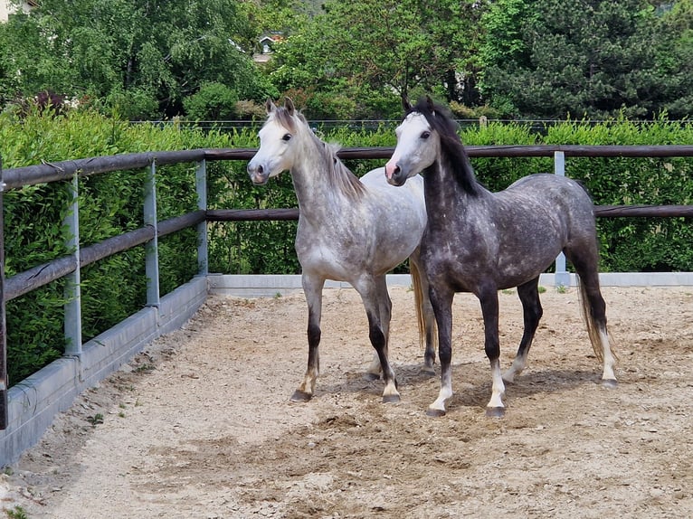 Welsh-B Stute 5 Jahre 135 cm Schimmel in Gainfarn