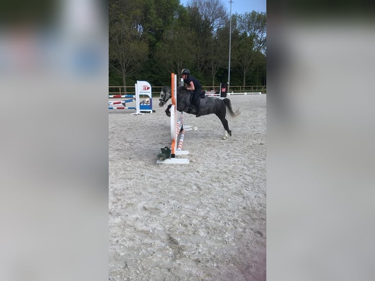 Welsh-B Stute 6 Jahre 122 cm Apfelschimmel in Dordrecht