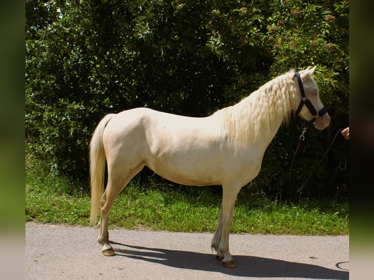 Welsh-B Stute 6 Jahre 123 cm Cremello in Wroc&#x142;aw