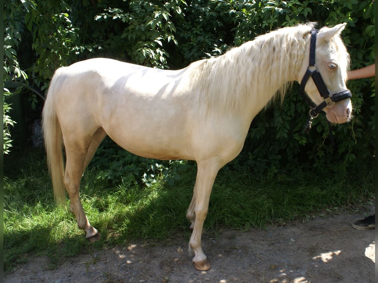 Welsh-B Stute 6 Jahre 123 cm Cremello in Wroc&#x142;aw