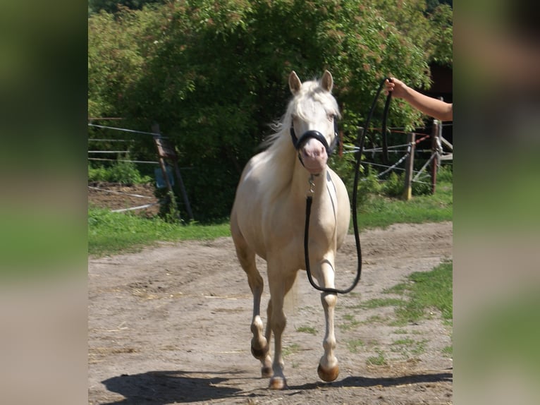 Welsh-B Stute 6 Jahre 123 cm Cremello in Wroc&#x142;aw