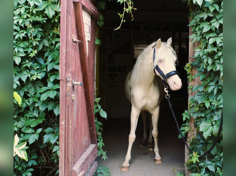Welsh-B Stute 6 Jahre 123 cm Cremello in Wroc&#x142;aw