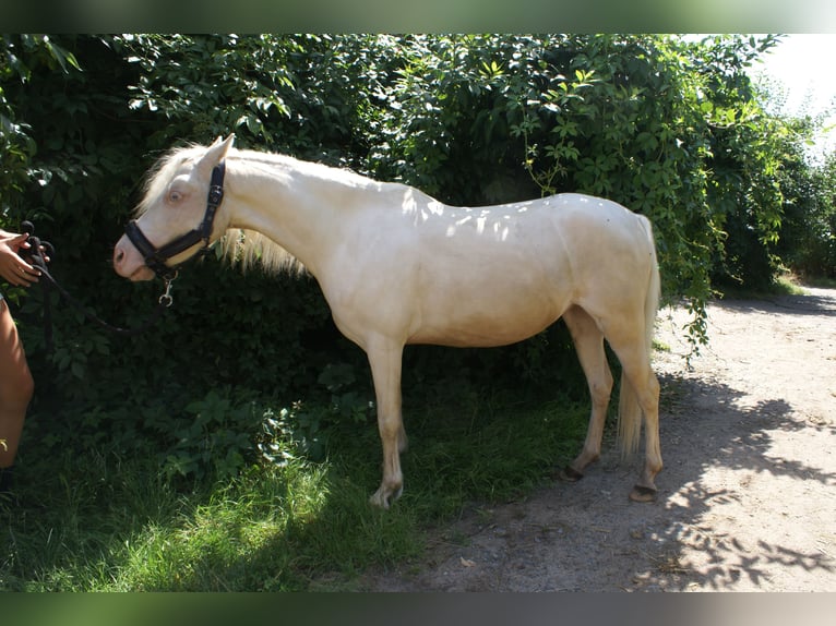 Welsh-B Stute 6 Jahre 123 cm Cremello in Wroc&#x142;aw