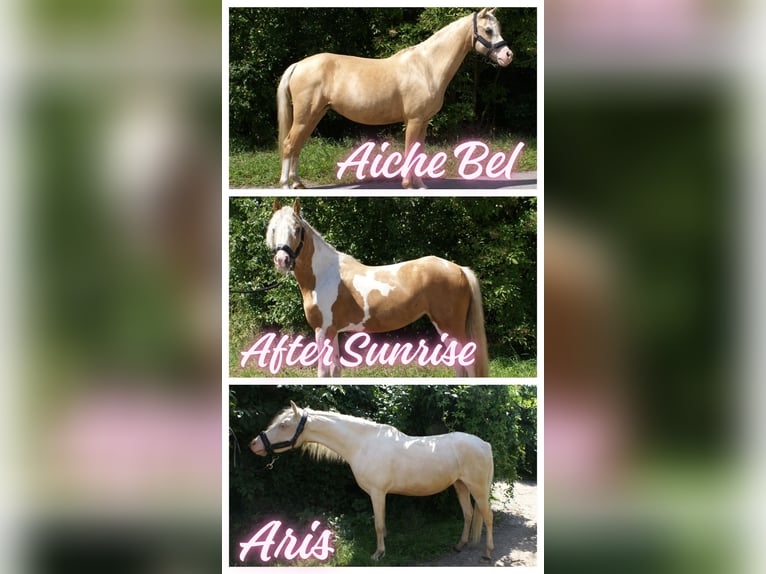 Welsh-B Stute 6 Jahre 123 cm Cremello in Wroc&#x142;aw