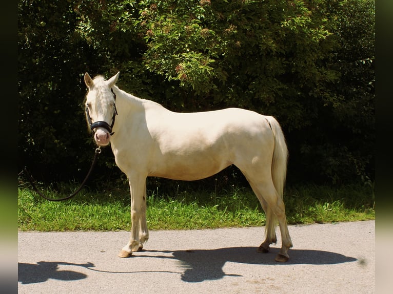 Welsh-B Stute 6 Jahre 123 cm Cremello in Wroc&#x142;aw