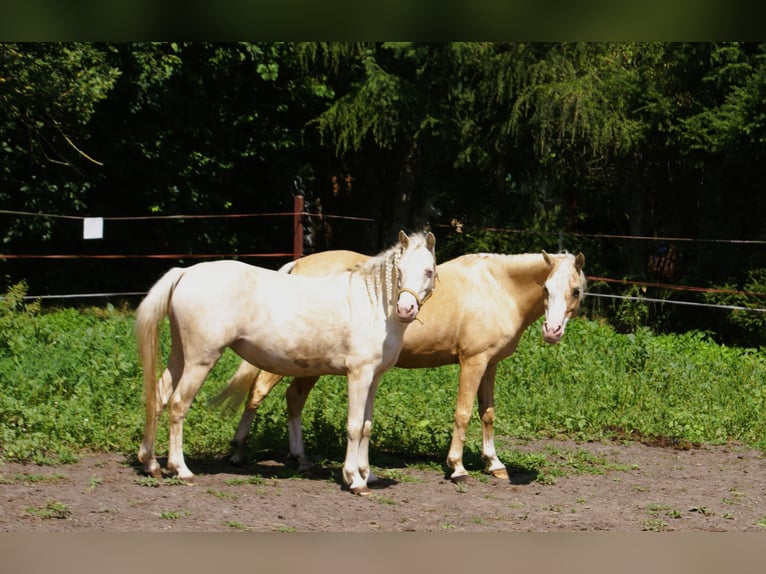 Welsh-B Stute 6 Jahre 123 cm Cremello in Wroc&#x142;aw