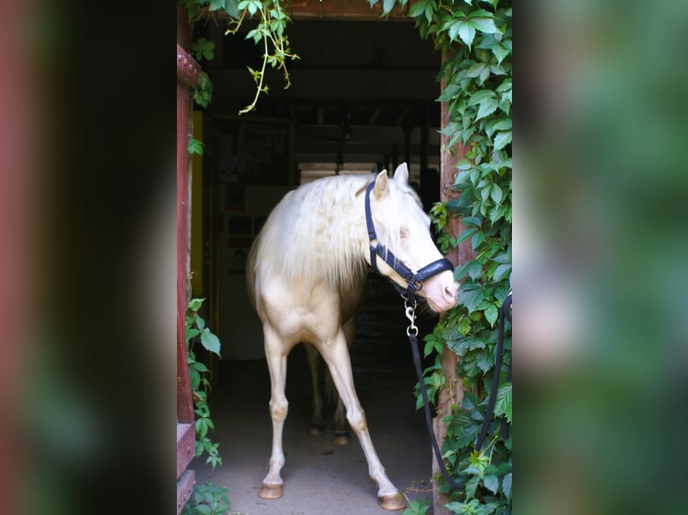 Welsh-B Stute 6 Jahre 123 cm Cremello in Wroc&#x142;aw