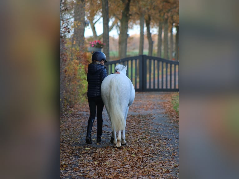 Welsh-B Stute 6 Jahre 125 cm White in Coevorden