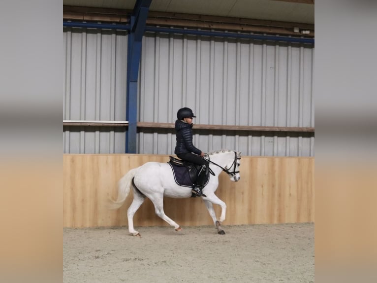 Welsh-B Stute 6 Jahre 125 cm White in Coevorden