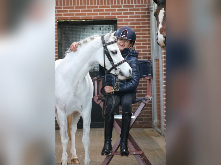 Welsh-B Stute 6 Jahre 125 cm White in Coevorden