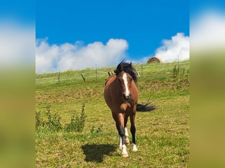 Welsh-B Stute 6 Jahre 128 cm Brauner in Bad W&#xFC;nnenberg