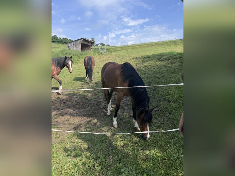 Welsh-B Stute 6 Jahre 128 cm Brauner in Bad W&#xFC;nnenberg