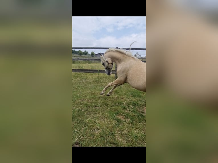 Welsh-B Stute 6 Jahre 130 cm Palomino in Essen