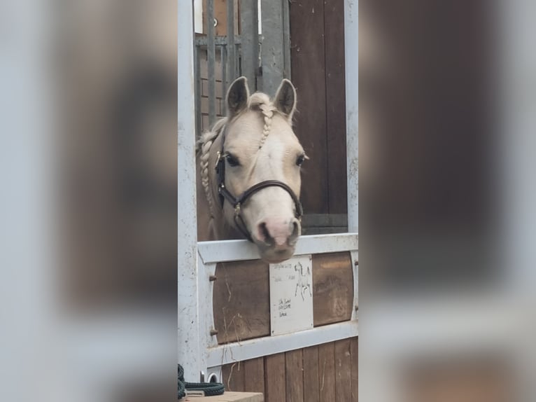 Welsh-B Stute 6 Jahre 130 cm Palomino in Essen