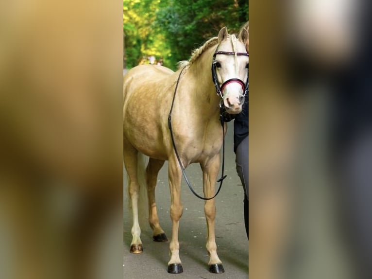 Welsh-B Stute 6 Jahre 130 cm Palomino in Essen