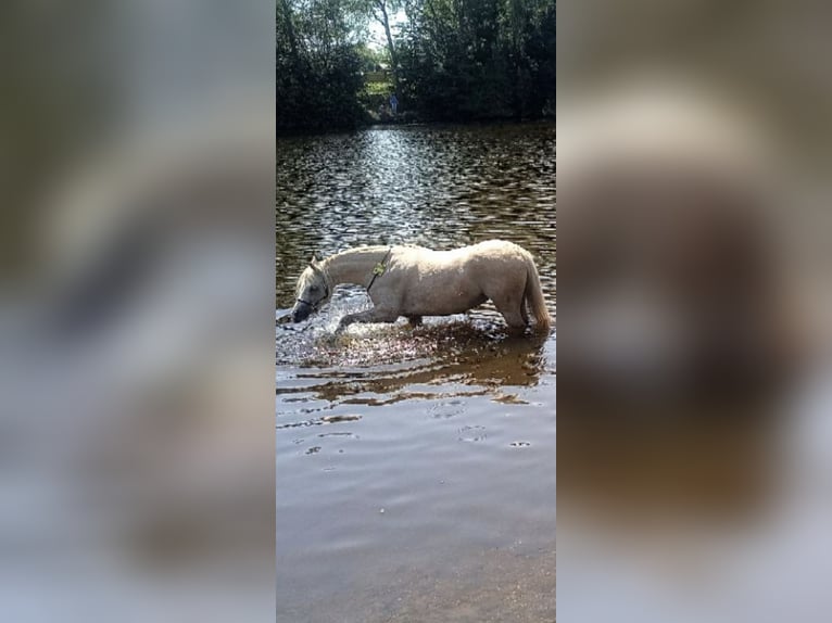 Welsh-B Stute 6 Jahre 130 cm Palomino in Essen