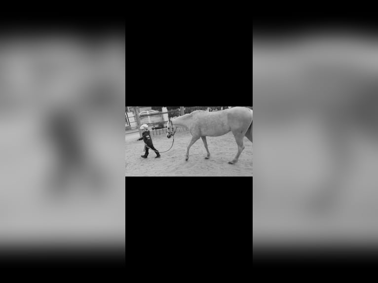 Welsh-B Stute 6 Jahre 130 cm Palomino in Essen