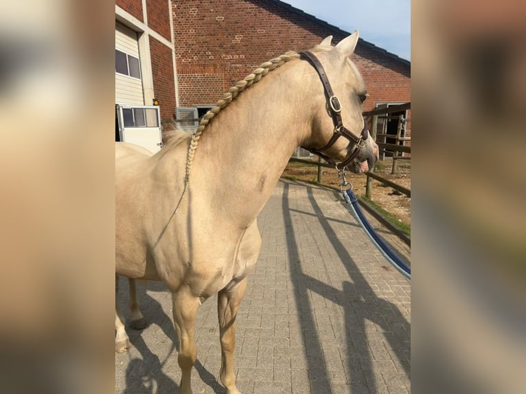 Welsh-B Stute 6 Jahre 130 cm Palomino in Essen
