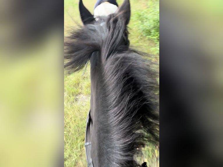 Welsh-B Stute 6 Jahre 130 cm Rappe in Hamburg