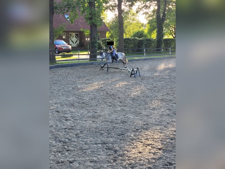 Welsh-B Stute 6 Jahre 134 cm Apfelschimmel in Senden