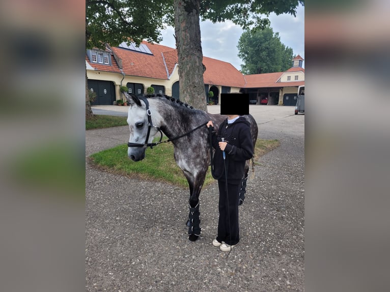 Welsh-B Stute 6 Jahre 134 cm Apfelschimmel in Senden