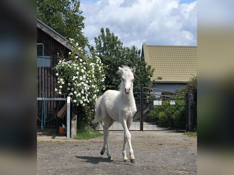 Welsh-B Stute 7 Jahre 122 cm Palomino in Zawada
