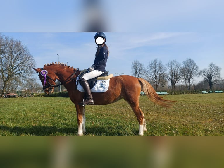 Welsh-B Stute 7 Jahre 126 cm Fuchs in Haaren