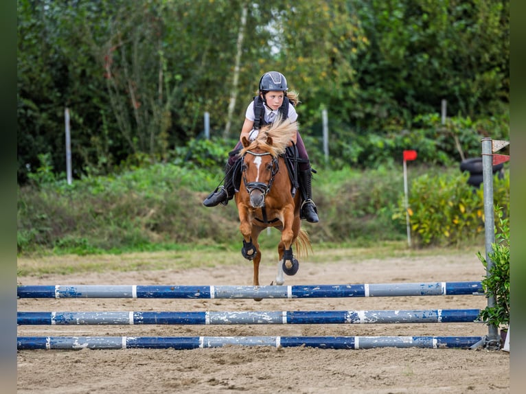 Welsh-B Stute 7 Jahre 126 cm Fuchs in Haaren