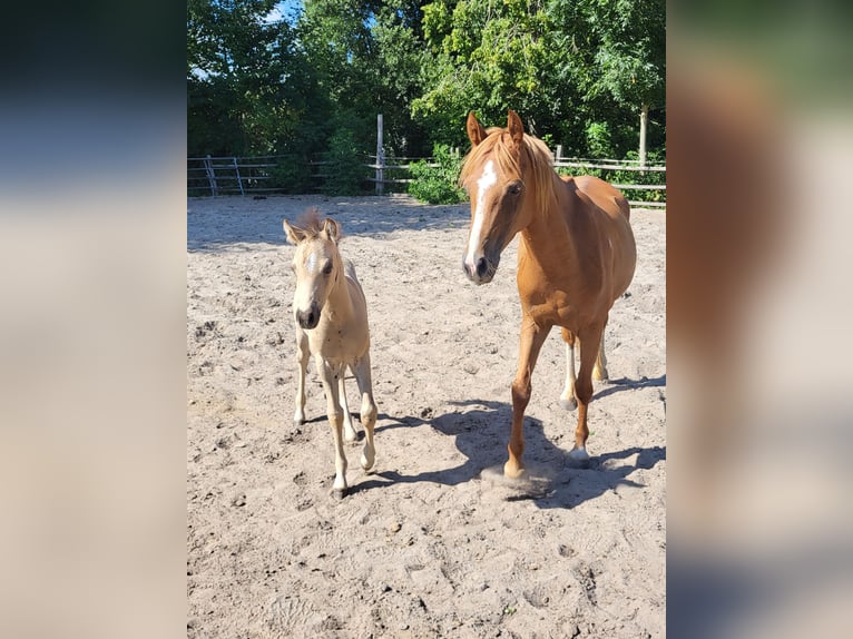 Welsh-B Stute 7 Jahre 127 cm Fuchs in Lelystad