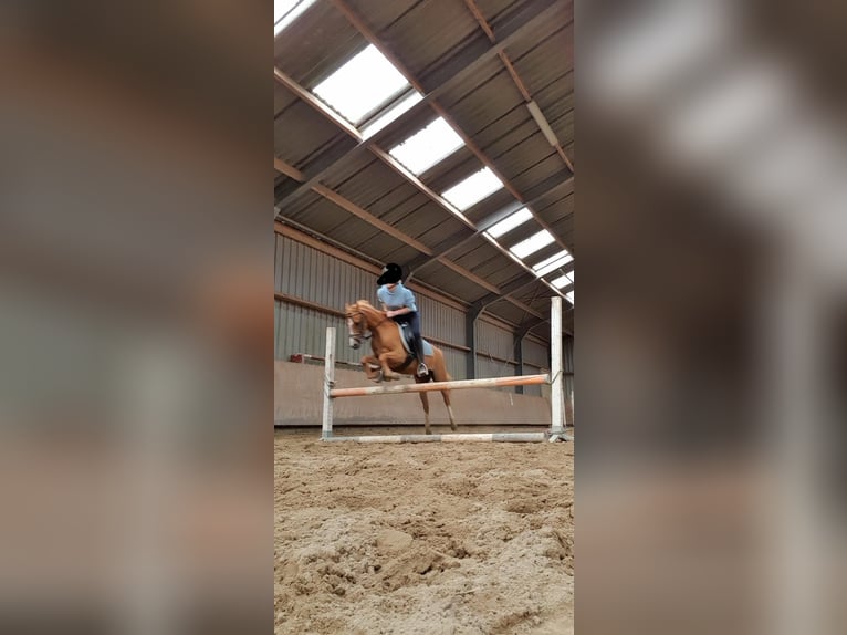 Welsh-B Stute 7 Jahre 127 cm Fuchs in Lelystad