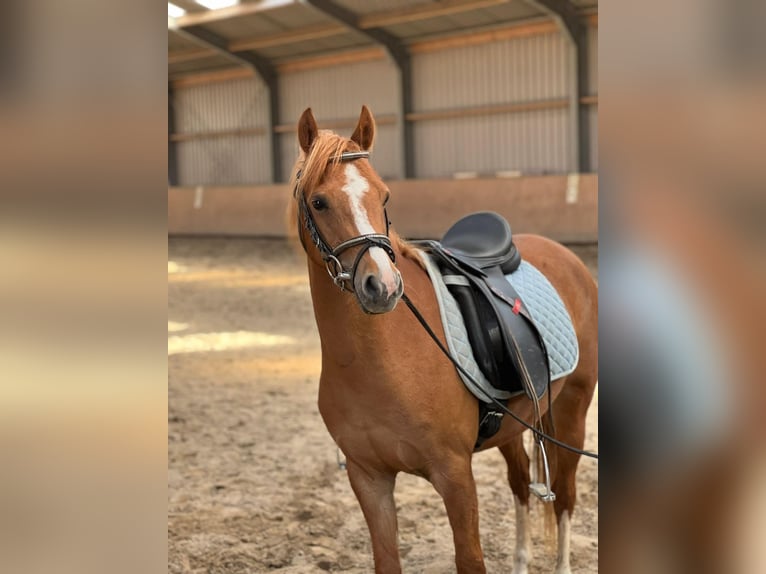 Welsh-B Stute 7 Jahre 127 cm Fuchs in Lelystad