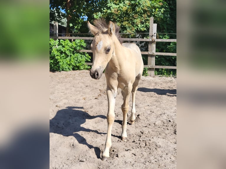 Welsh-B Stute 7 Jahre 127 cm Fuchs in Lelystad