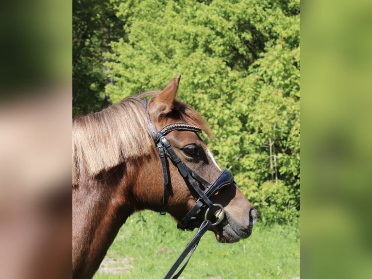 Welsh-B Stute 7 Jahre 128 cm Dunkelfuchs in Amstelveen