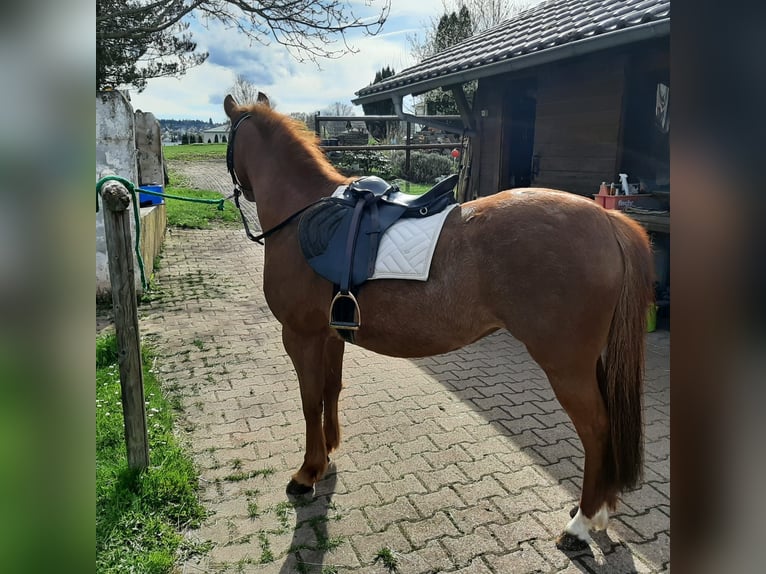 Welsh-B Stute 7 Jahre 130 cm in Schömberg