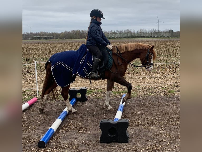 Welsh-B Stute 7 Jahre 130 cm Fuchs in Neulehe