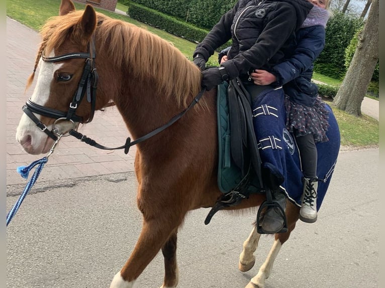 Welsh-B Stute 7 Jahre 130 cm Fuchs in Neulehe