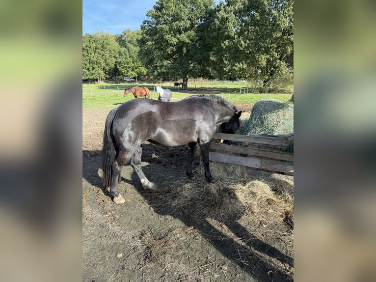 Welsh-B Mix Stute 7 Jahre 130 cm Rappe in Goch