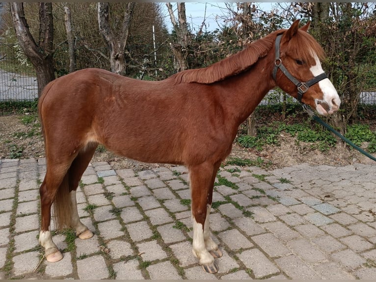 Welsh-B Stute 7 Jahre 132 cm Fuchs in Wermelskirchen