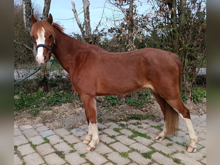 Welsh-B Stute 7 Jahre 132 cm Fuchs in Wermelskirchen