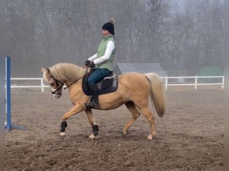 Welsh-B Stute 7 Jahre 133 cm Palomino in Rechnitz