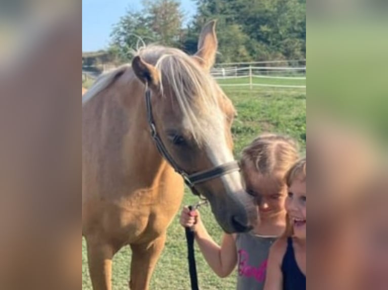 Welsh-B Stute 7 Jahre 133 cm Palomino in Rechnitz