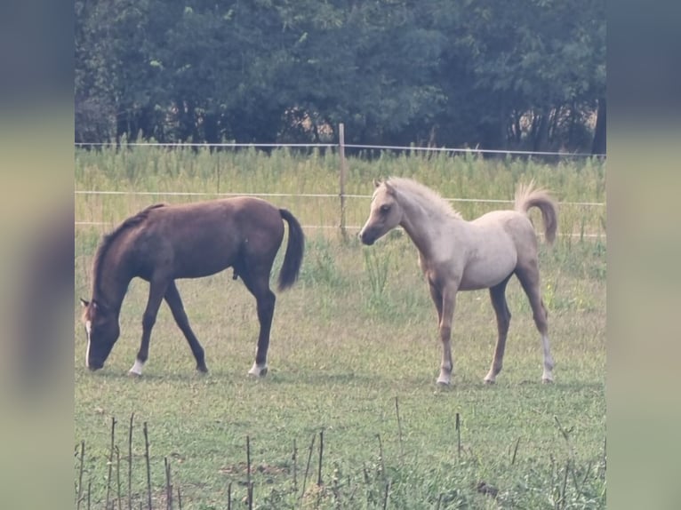 Welsh-B Stute 7 Jahre 133 cm Palomino in Rechnitz