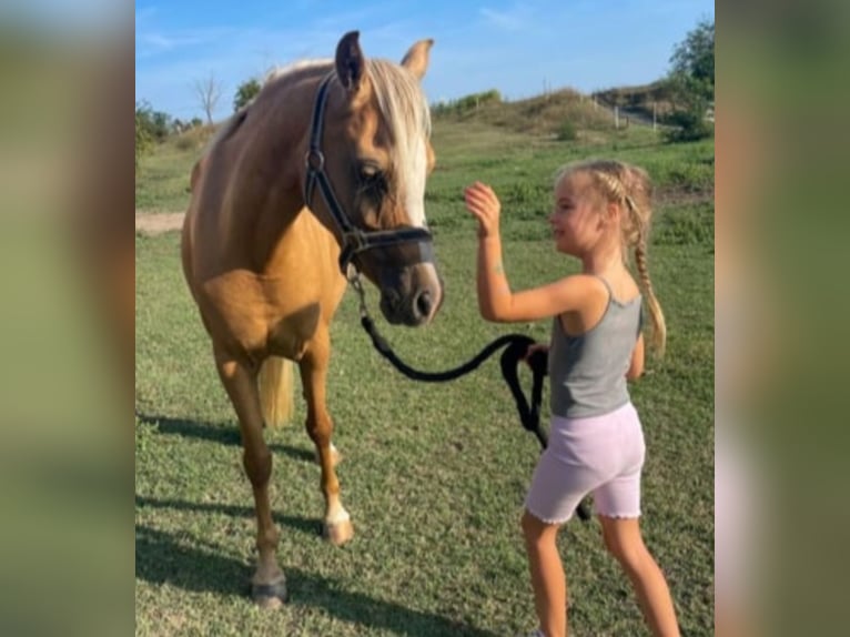 Welsh-B Stute 7 Jahre 133 cm Palomino in Rechnitz