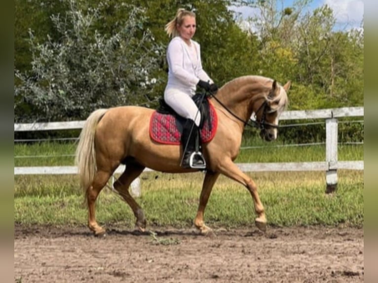 Welsh-B Stute 7 Jahre 133 cm Palomino in Rechnitz