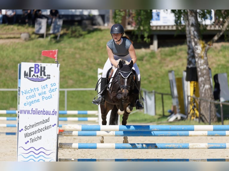 Welsh-B Stute 7 Jahre 135 cm Dunkelbrauner in H&#xF6;hr-Grenzhausen