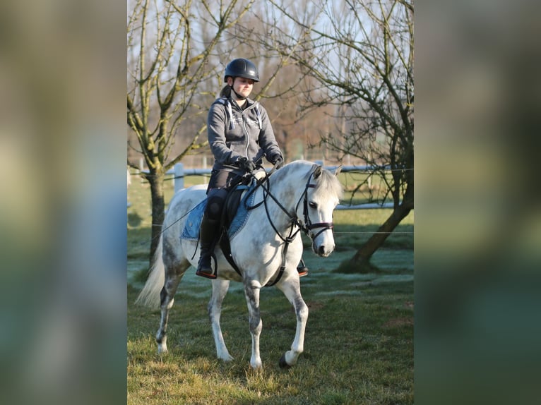 Welsh-B Stute 7 Jahre 136 cm Apfelschimmel in Wildeshausen