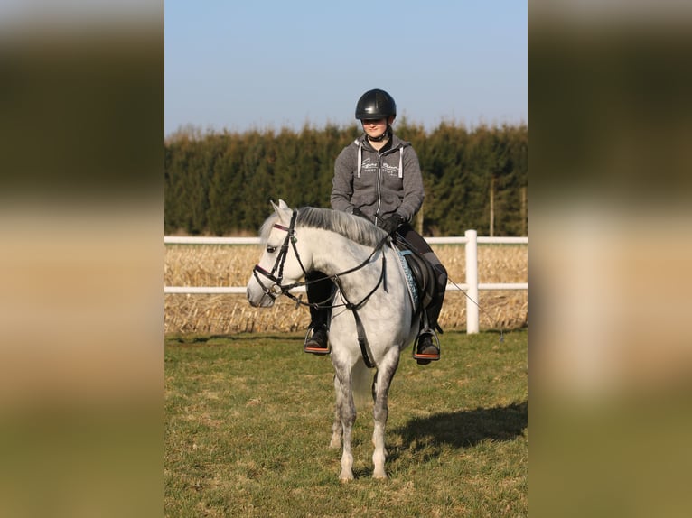 Welsh-B Stute 7 Jahre 136 cm Apfelschimmel in Wildeshausen