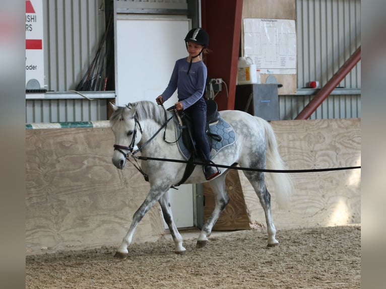 Welsh-B Stute 7 Jahre 136 cm Apfelschimmel in Wildeshausen