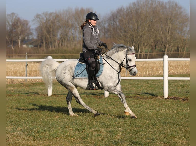 Welsh-B Stute 7 Jahre 136 cm Apfelschimmel in Wildeshausen