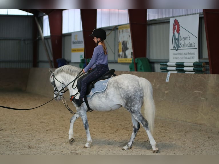 Welsh-B Stute 7 Jahre 136 cm Apfelschimmel in Wildeshausen